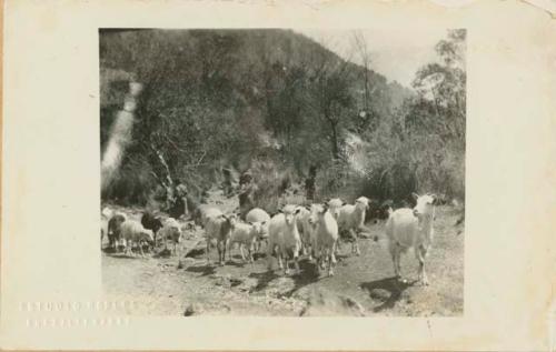 Shepherd with goats in a dry creekbed