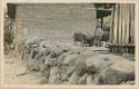 Pigs inside enclosure with stone wall