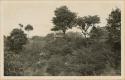 Utatlan, structures covered in vegetation