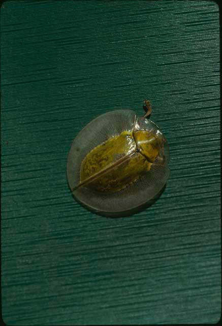 Beetle found in Yaxchilan area