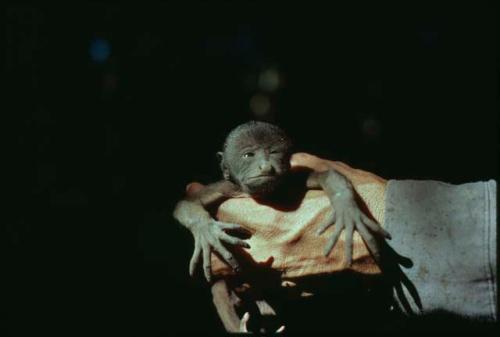 Baby monkey abandoned by mother