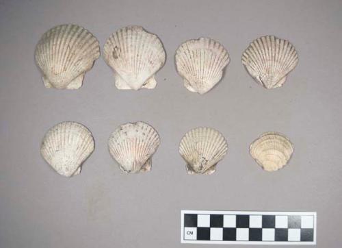 10 shells - sample