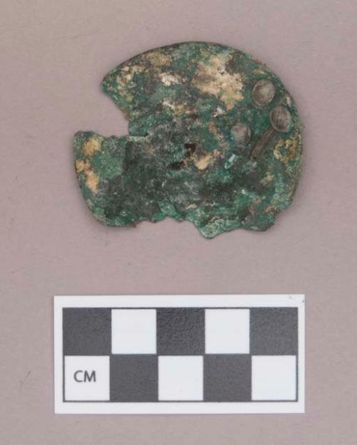 Metal, copper alloy ear spool fragment, three gastropod shells adhered to one side