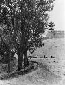 Trees, compound walls in background