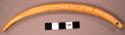 Ivory tusk, small