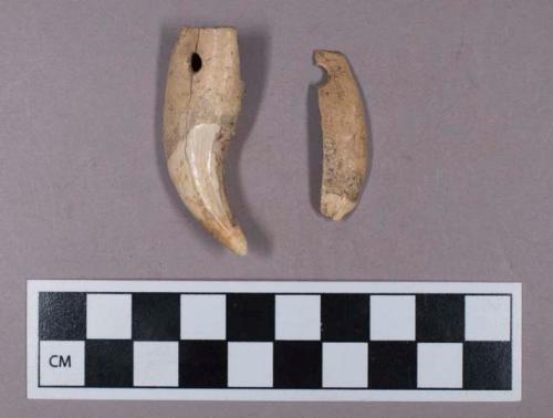 Bone, perforated bear tooth pendant fragments, fragments mend