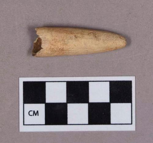 Organic, utilized antler, hollowed tine fragment