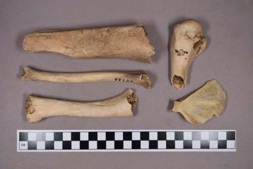 Organic, faunal remains, bone fragments