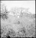 Vegetation, with man standing in background