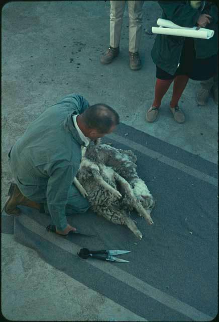 Sheep shearing demonstration