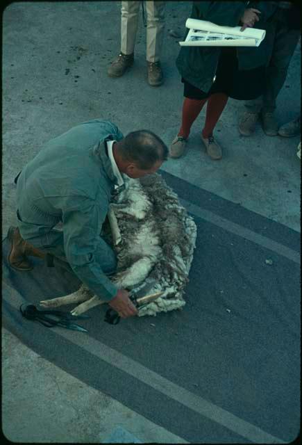 Sheep shearing demonstration