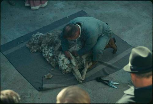 Sheep shearing demonstration