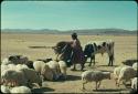 Woman and her daughter letting sheep out of their pen to graze in the fields