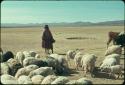 Woman and her daughter letting sheep out of their pen to graze in the fields