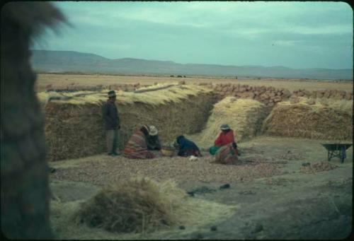 Family sorting potatoes