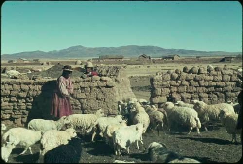 Woman with sheep