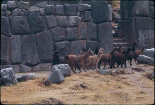 Woman driving llamas past base of fortress