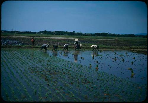 Women planting rice