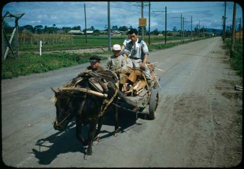 Ox-drawn cart