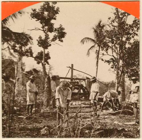 Men working agave to obtain novca, Ruins of  Ake, Mexico