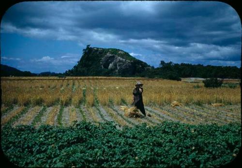 Person working in rice field