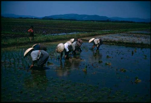 Rice planting