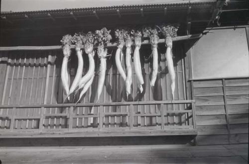 Daikon radishes