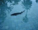"A sturgeon in the pond at the Ramsar Palace Museum and botanical gardens. Ramsar, Iran, 2015"