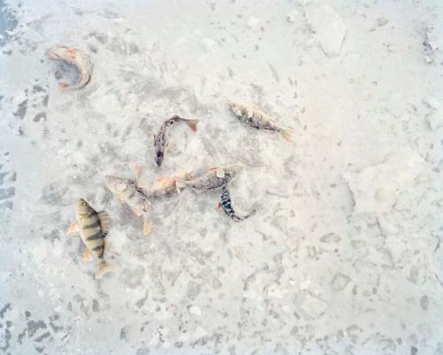 "Dead fish lie stiff on the frozen surface of the river. Astrakhan, Russia, 2012"