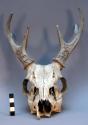 Ritual deer skull and antlers used to attract clients and induce fertility