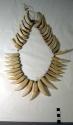 Man's tooth necklace - tiger and bush hog teeth - strung on vegetable +