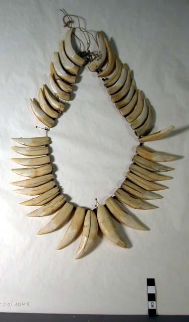 Andeye. Man's tooth necklace - tiger and bush hog teeth - strung on vegetable fiber with with two dark blue glass beads interspersed between each tooth.