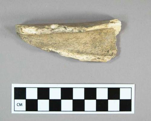 Organic, bone, faunal remain, large mammal, long bone shaft, fragment