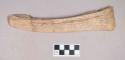 Cut and worked antler object, flat, one end sharpened, grooved on one side; three fragments crossmended with glue