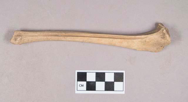 Worked animal bone, tibia, incised, with one worked groove – Objects ...