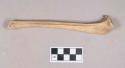 Worked animal bone, tibia, incised, with one worked groove