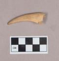 Worked antler tip fragment, with rounded cuts at proximal end