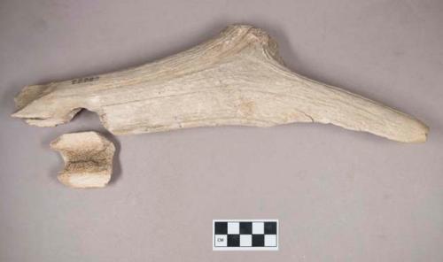 Worked antler object, sharpened at one end, drilled in several locations; two fragments crossmend