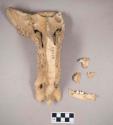 Animal bone fragments and animal teeth, sacrum fragments, all fragments crossmend; animal bone, mandible fragment, two teeth intact