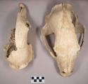 Animal bone, skulls and fragments, animal teeth, likely bear bones and teeth