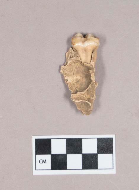 Animal bone, mandible or maxilla fragment with tooth intact