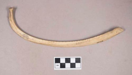 Worked animal bone, notched rib fragment