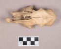 Animal bone, skull fragment, with two teeth intact