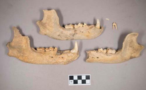 Bear mandibles and loose animal tooth, fits into one mandible