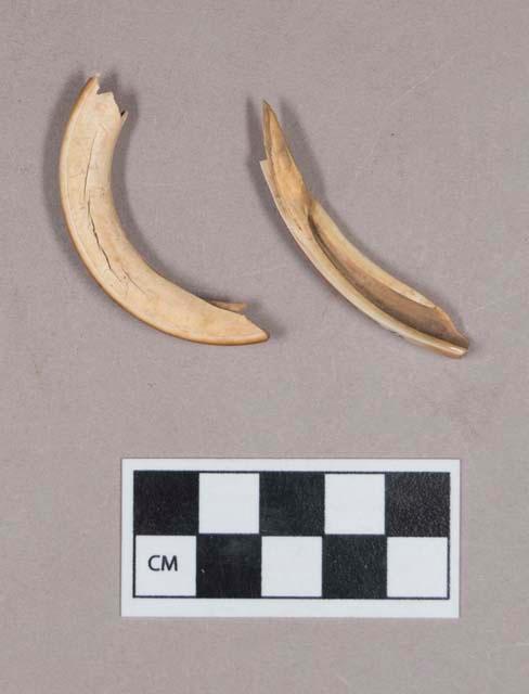 Beaver teeth fragments, one worked