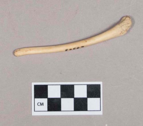 Worked animal bone, polished, possible baculum