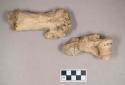 Bear bone fragments, broken and healed