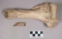 Buffalo? bone fragments, possibly utilized