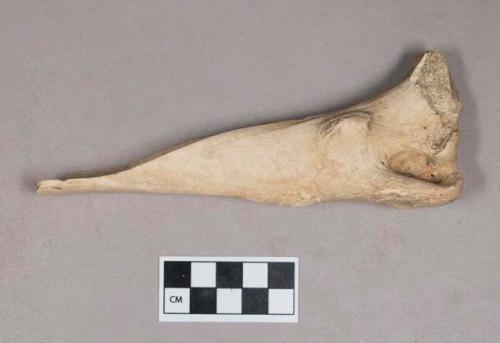 Worked animal bone tool fragment, possible beamer