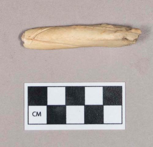 Worked animal bone fragment, incised with two perpendicular lines